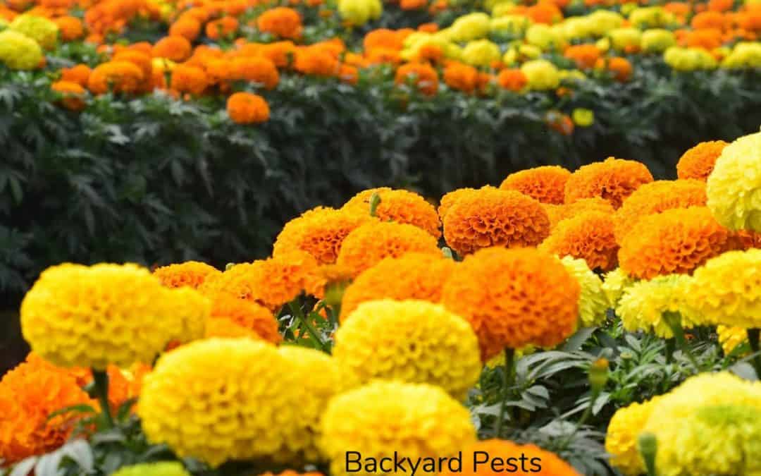 Do Marigolds Prevent Garden Pests?