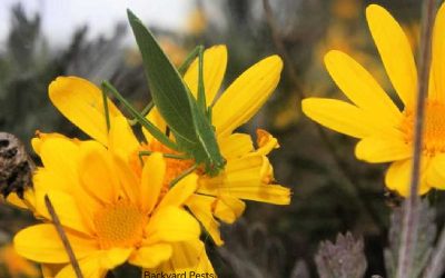 Are Katydids Considered Garden Pests?