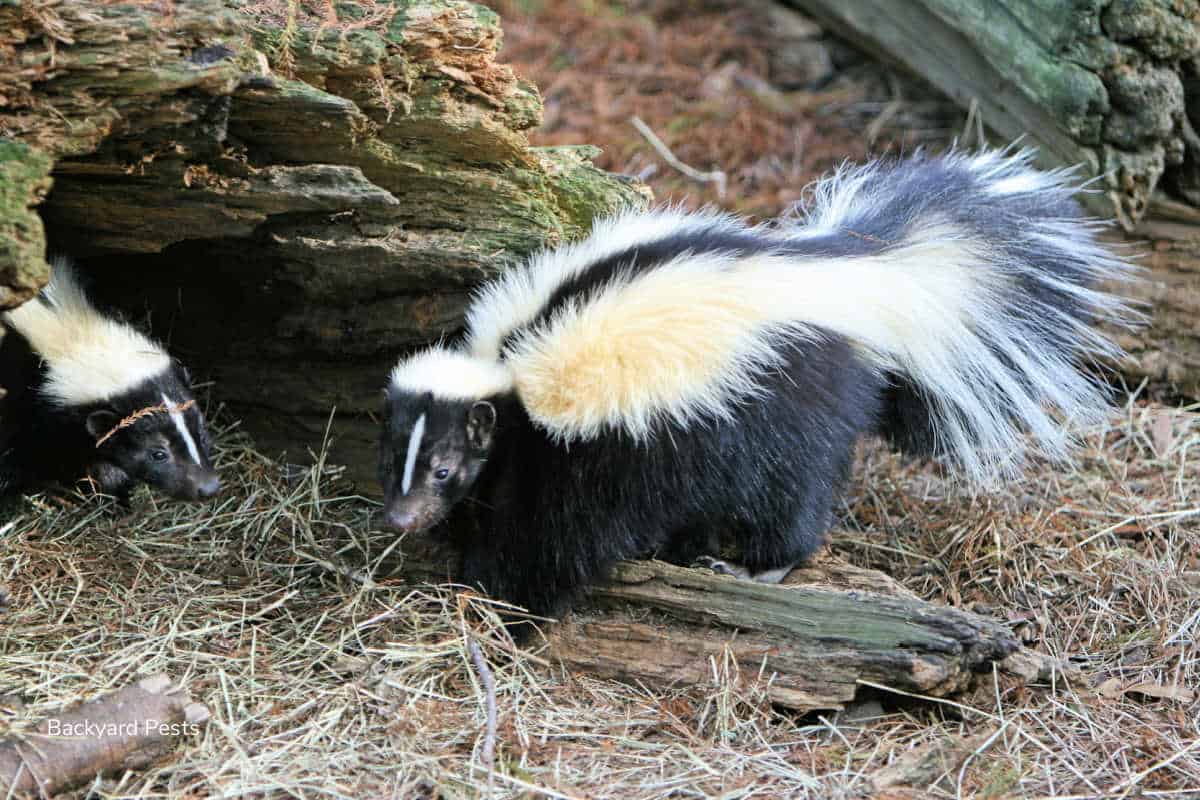Animals archives backyard pests