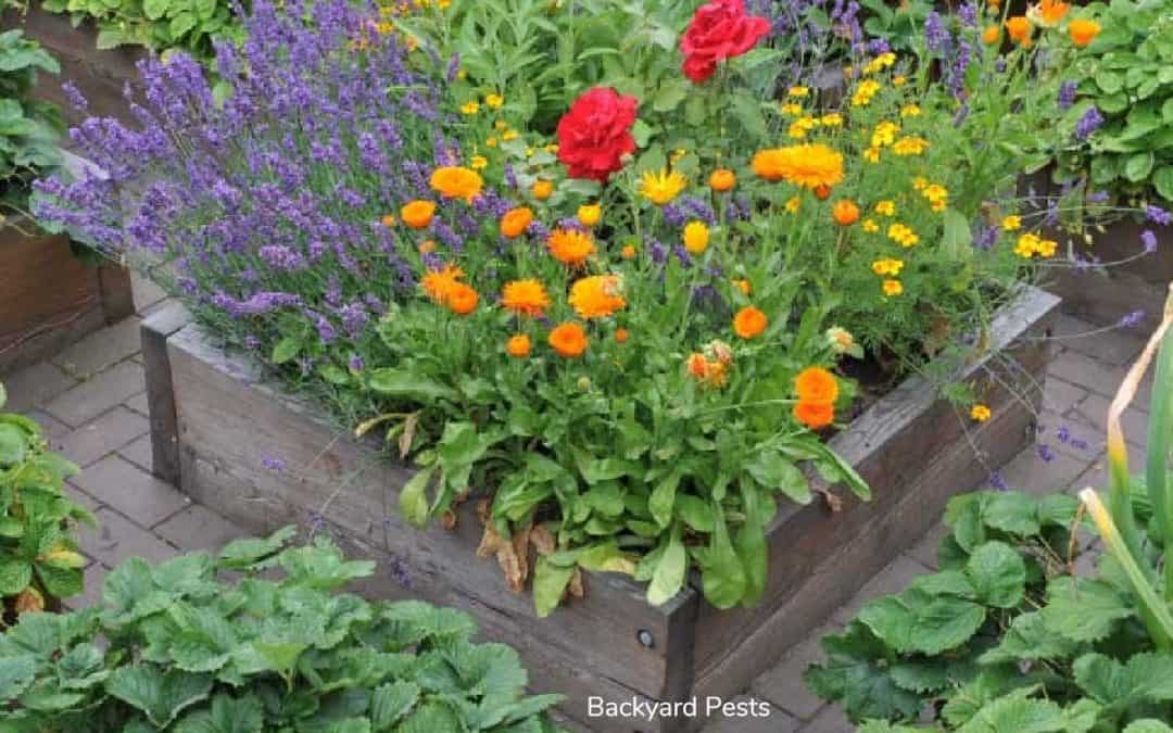 Do Raised Garden Beds Keep Animals Out?