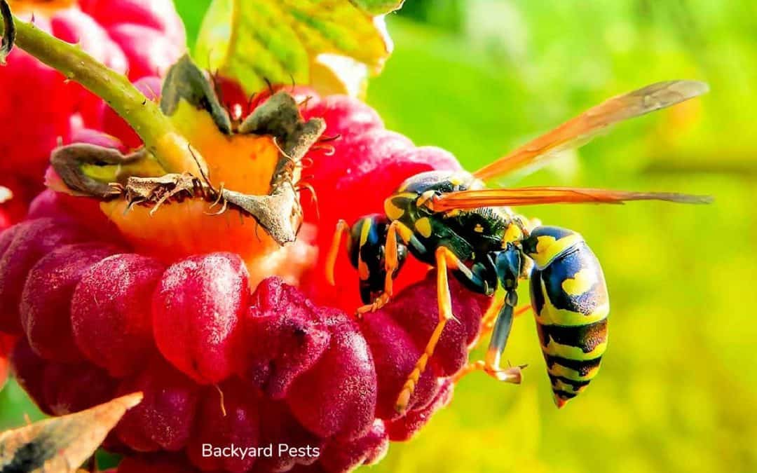 Do Wasps Eat Garden Pests? Here Are The Facts