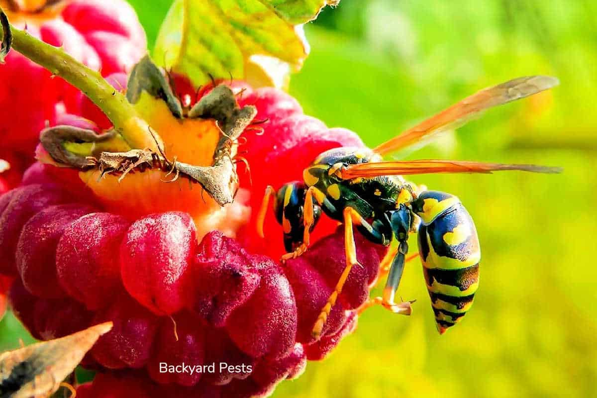 Yellow Jackets (Wasps) Archives Backyard Pests