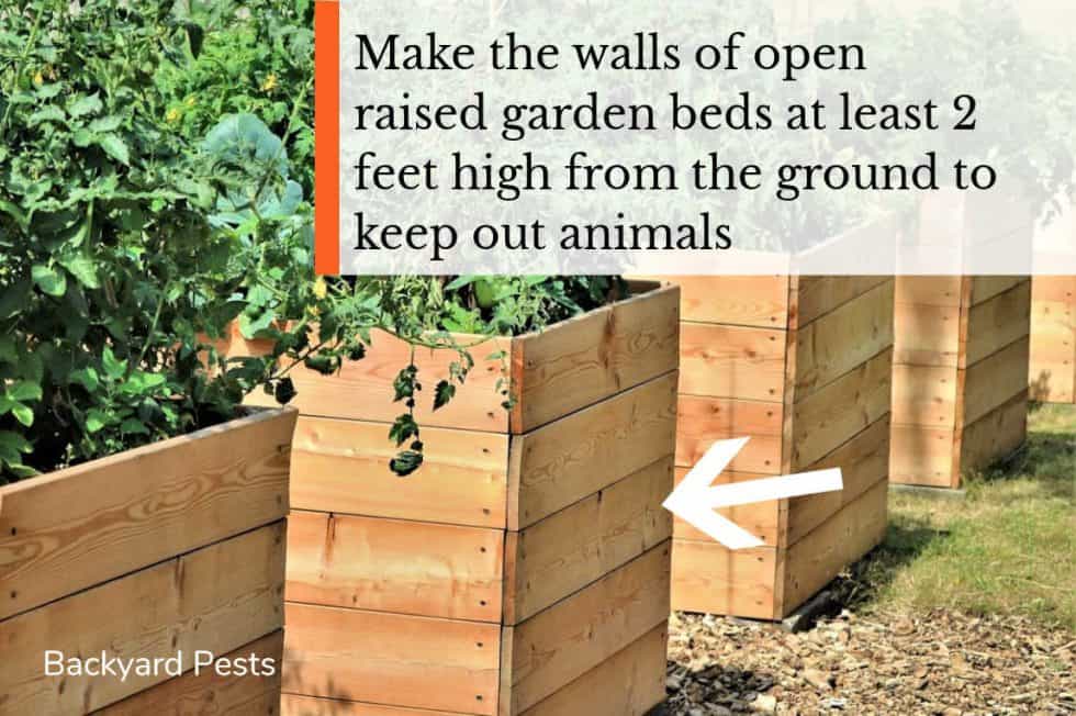 Do Raised Garden Beds Keep Animals Out? Backyard Pests