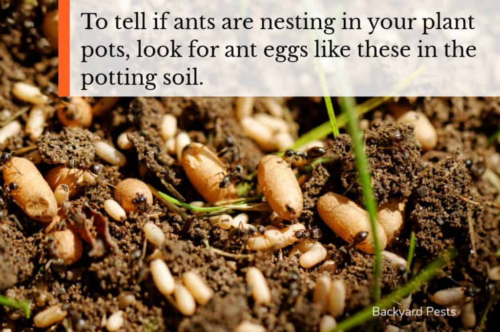 7 Ways To Stop Ants Nesting In Your Plant Pots And Why They Do It