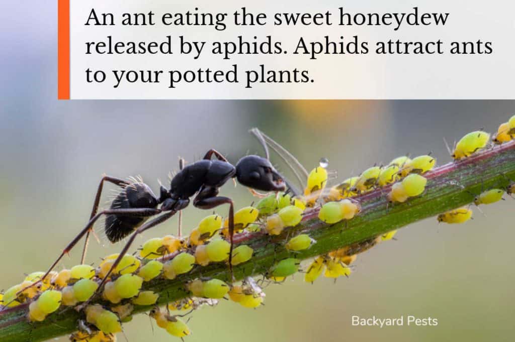 7 Ways To Stop Ants Nesting In Your Plant Pots And Why They Do It