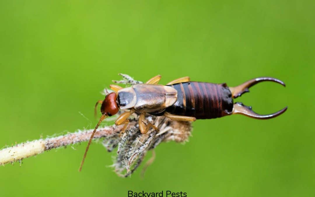 Are Earwigs Bad for a Garden?