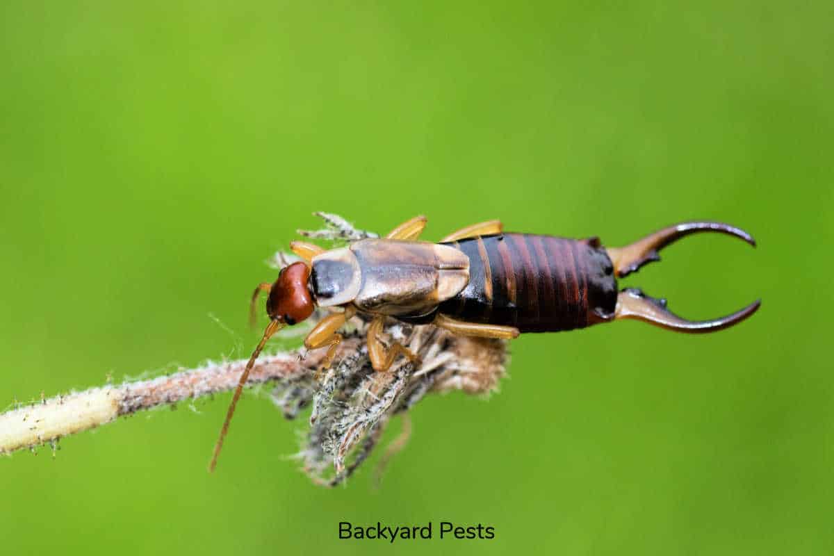 Are Earwigs Bad for a Garden? Backyard Pests