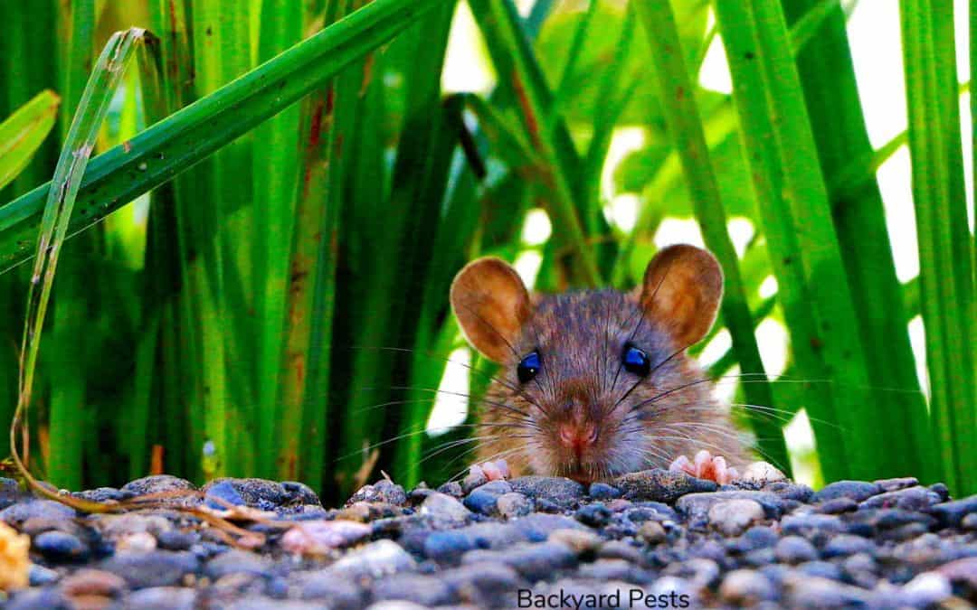 Can Mice Cause Structural Damage? What Can Happen When They Move In