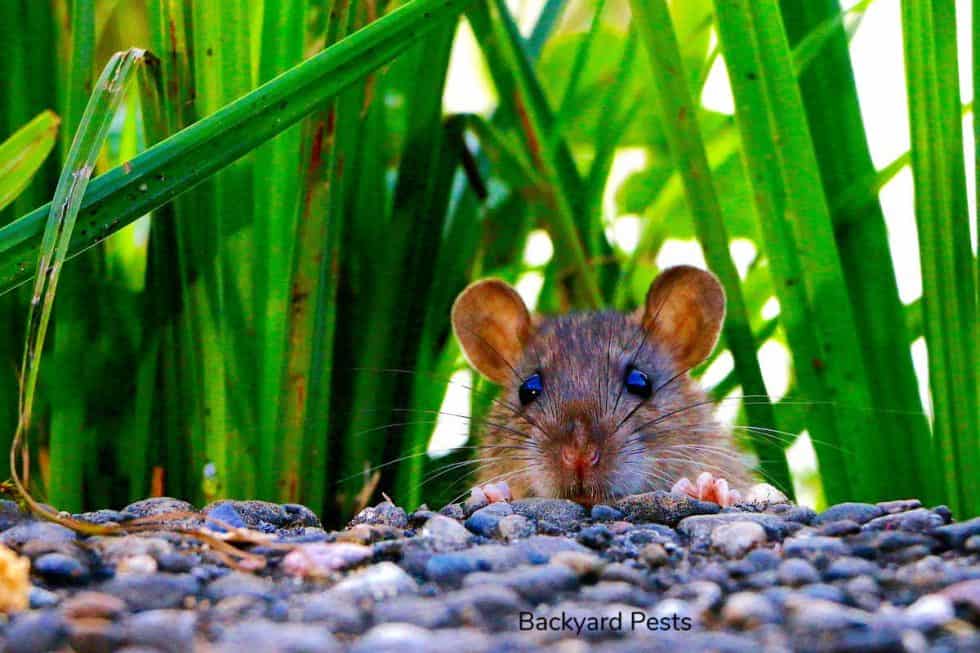 Can Mice Cause Structural Damage? What Can Happen When They Move In