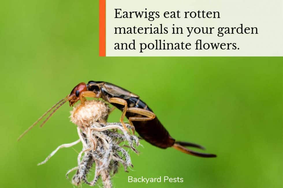 Are Earwigs Bad for a Garden? Backyard Pests