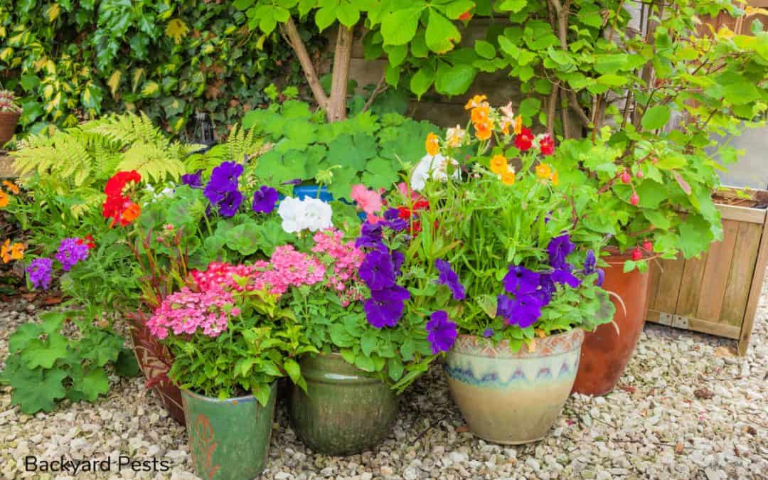 7 Ways To Stop Ants Nesting in Your Plant Pots And Why They Do It
