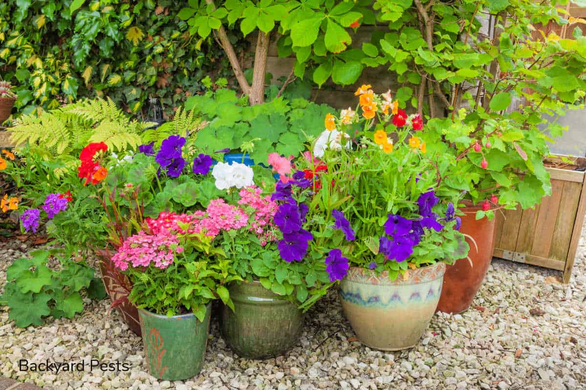 7 Ways To Stop Ants Nesting in Your Plant Pots And Why They Do It