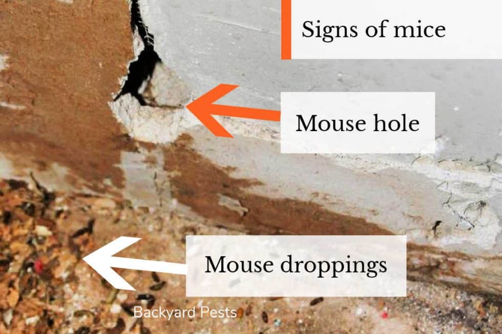 Can Mice Cause Structural Damage? What Can Happen When They Move In