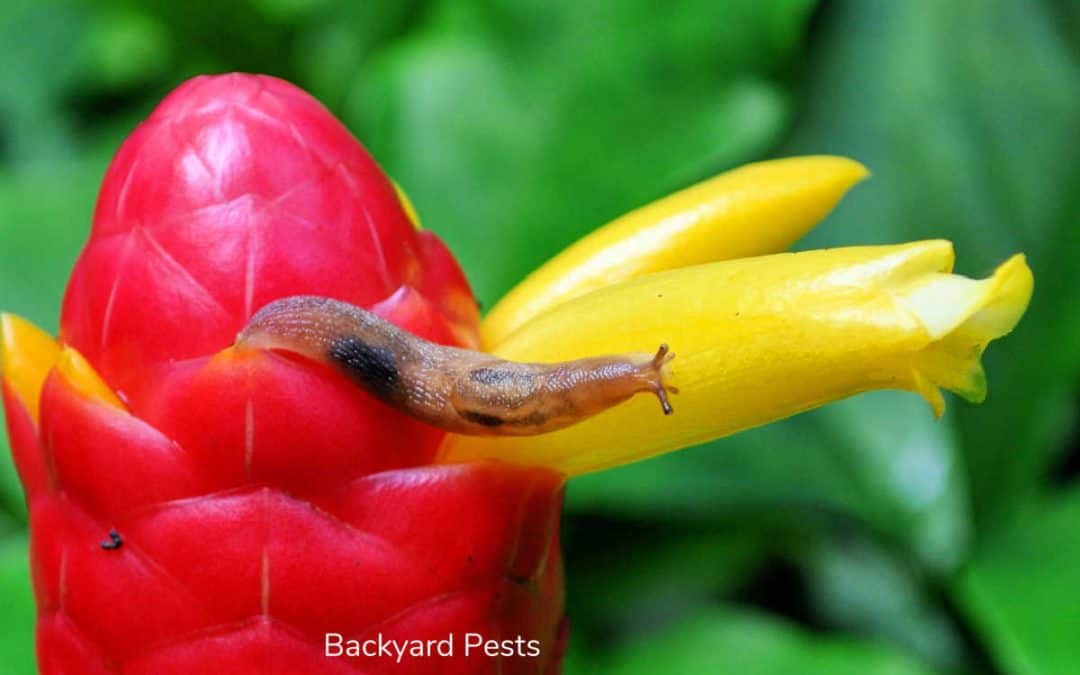 What Stops Slugs Eating Plants