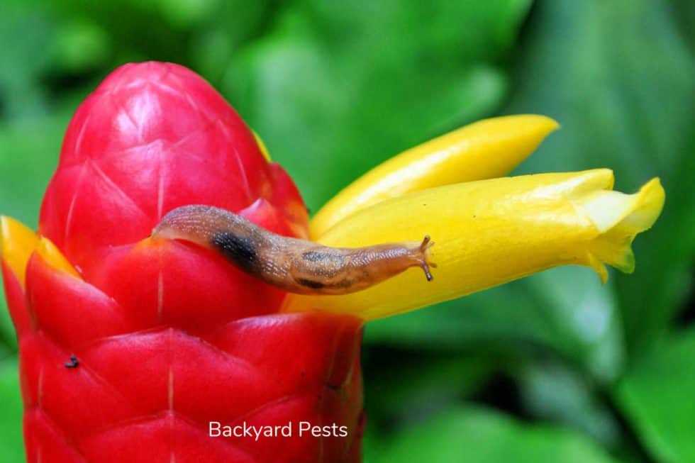 What Stops Slugs Eating Plants