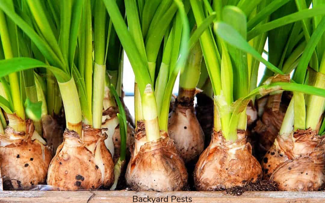Will Slugs Eat Plant Bulbs? The Damage Slugs Really Do To Bulbs…