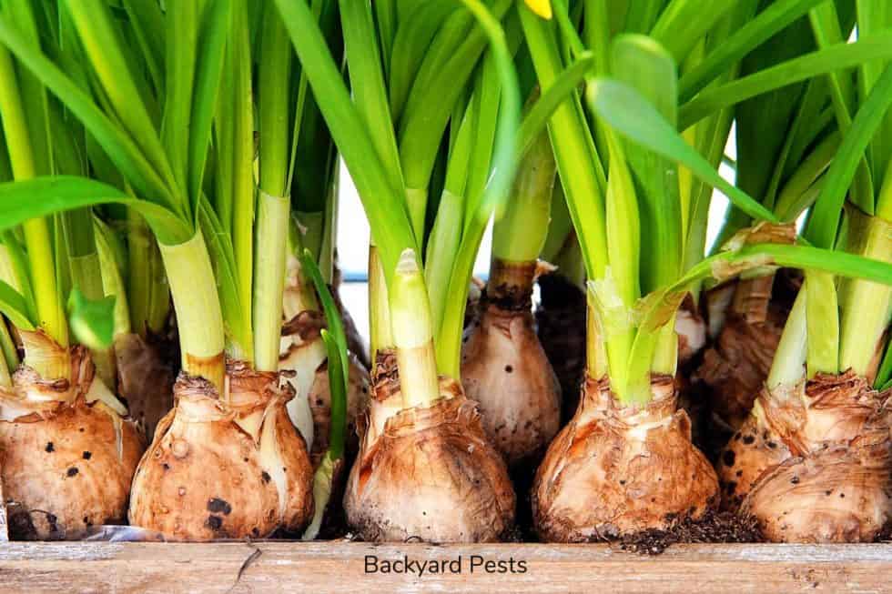 Will Slugs Eat Plant Bulbs? The Damage Slugs Really Do To Bulbs… Backyard Pests