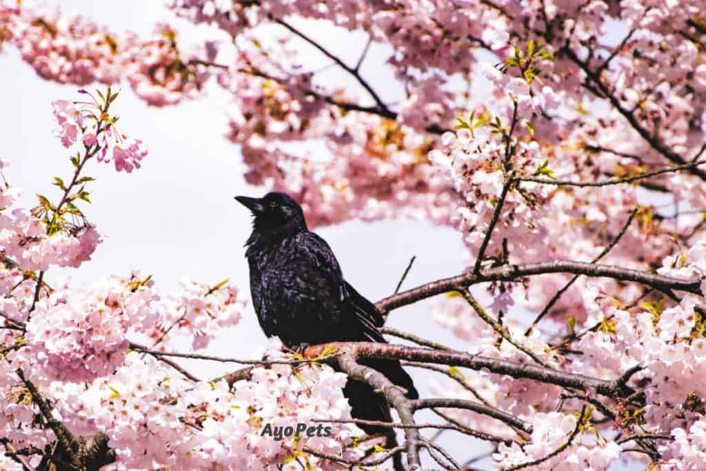 Photo of crow in cherry blossom tree