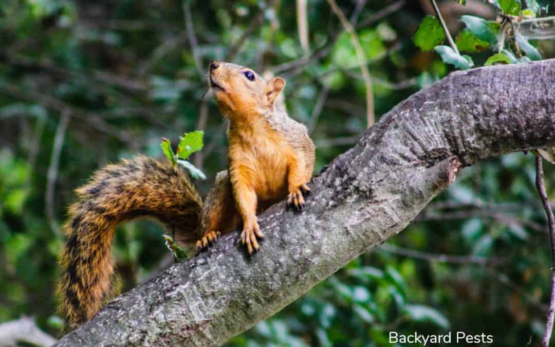 Squirrels Harming Your Trees? 3 Things Squirrels Do To Trees