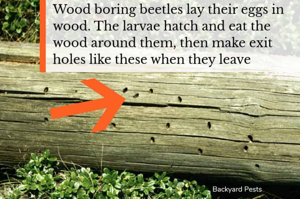 Wood Destroying Insects What They Are, Signs of Damage, Inspections