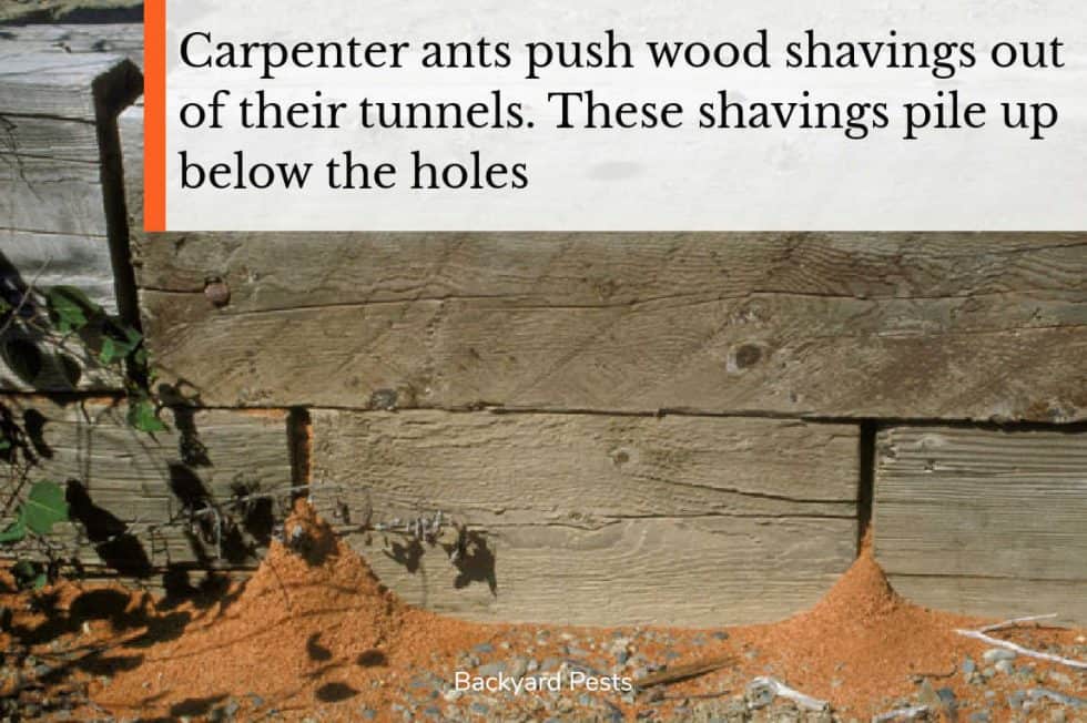 Wood Destroying Insects What They Are, Signs of Damage, Inspections