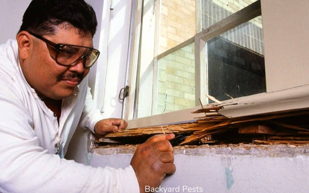 Wood Destroying Insects: What They Are, Signs of Damage, Inspections