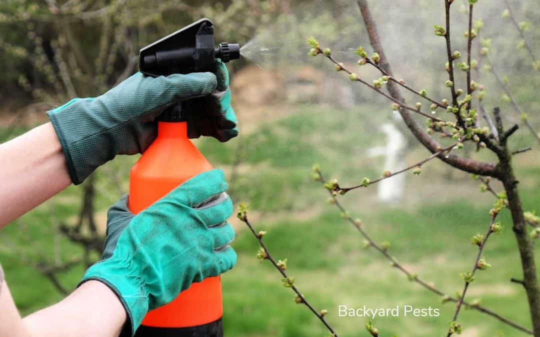 How To Make And Use White Oil Spray With Cheap Kitchen Products