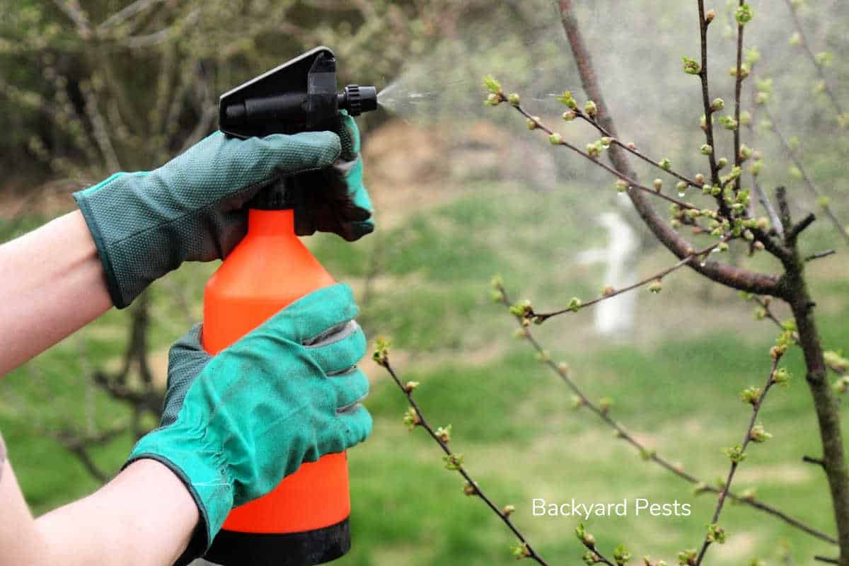 How To Make And Use White Oil Spray With Cheap Kitchen Products