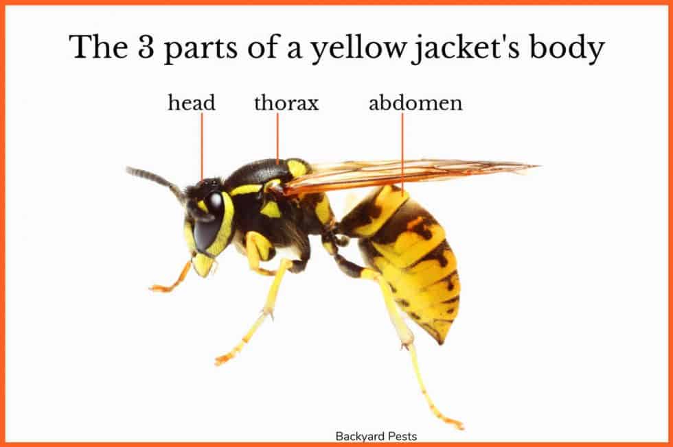 9 Ways To Tell A Ground Bee From a Yellow Jacket Wasp (With Pictures