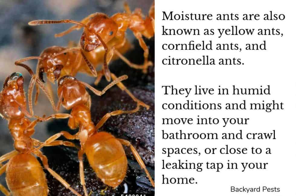 4 Reasons Why Ants Come Into Your House Backyard Pests