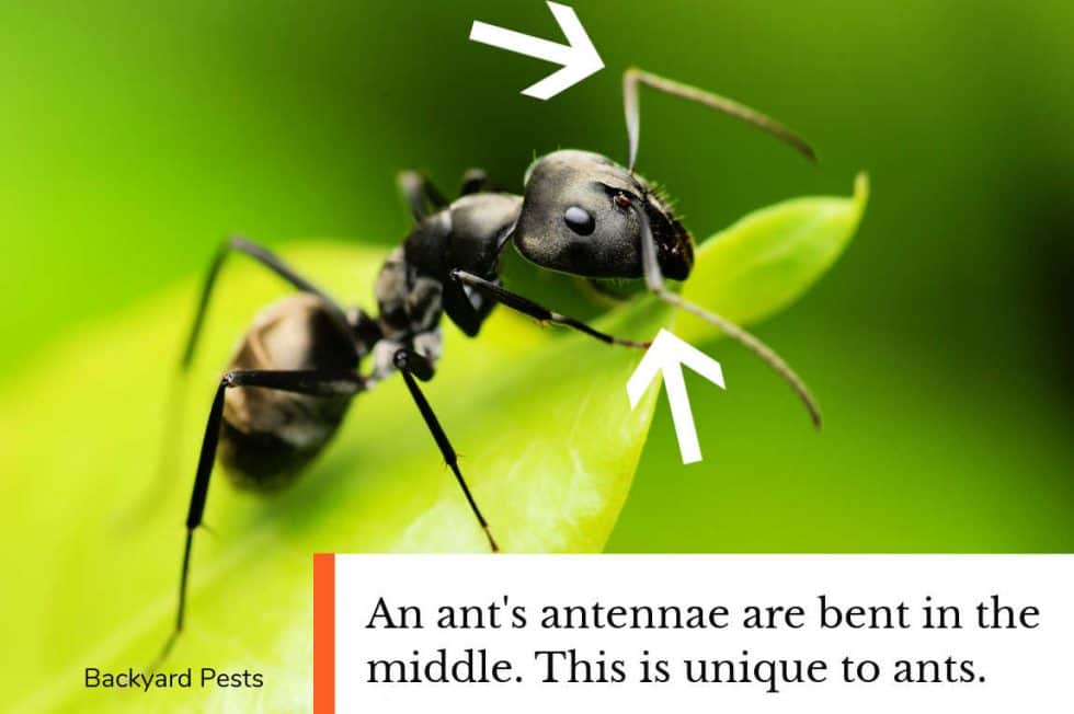 How Ants Find Food Quickly And Easily With Ant Trails Backyard Pests