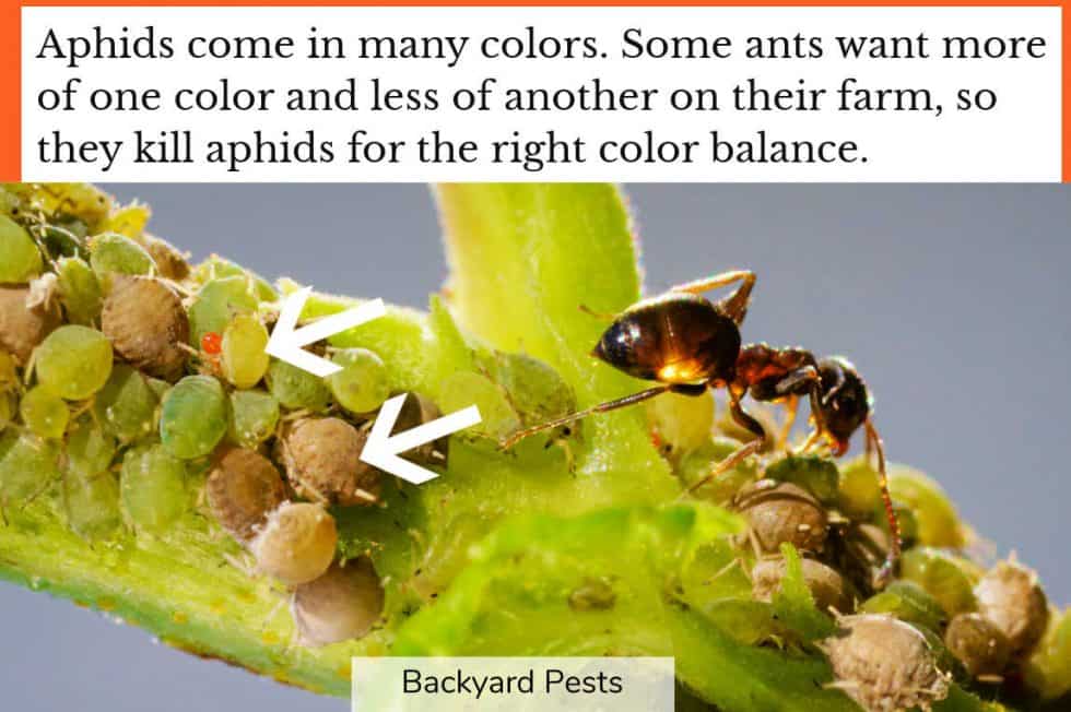 AphidEating Ants Are They Real Or Not? Backyard Pests