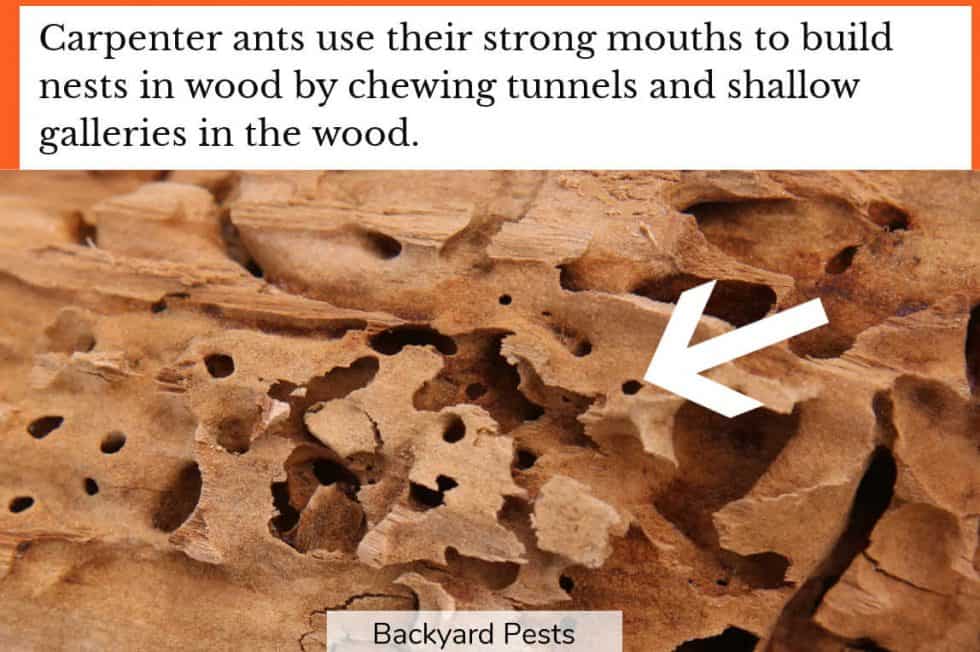 WoodEating Ants Do They Exist And What Damage Do They Do? Backyard