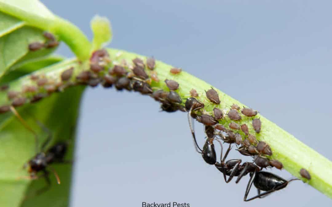 Aphid-Eating Ants: Are They Real Or Not?