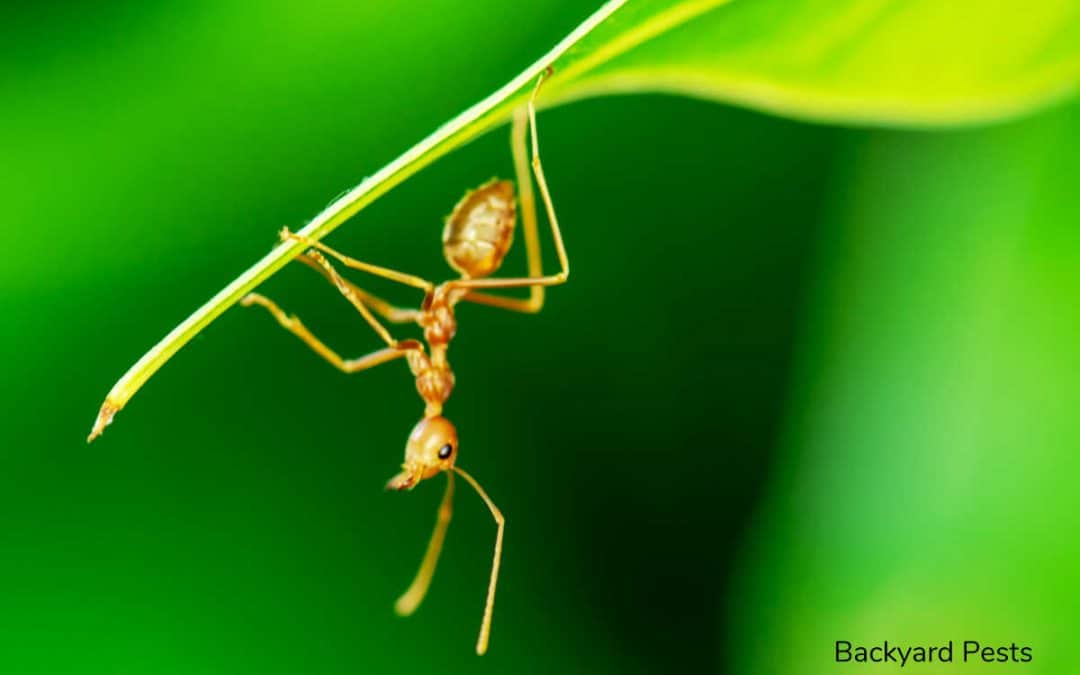 These Ants Destroy Leaves (And What To Do About Them)