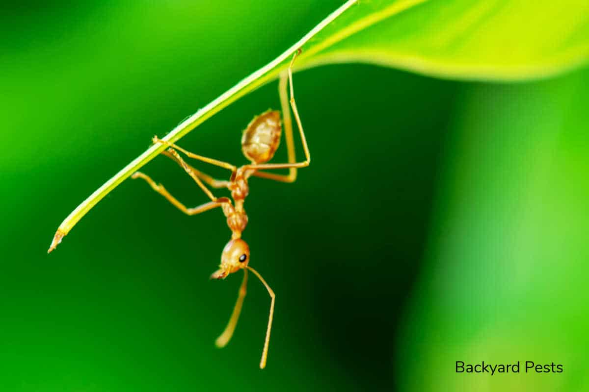 These Ants Destroy Leaves (And What To Do About Them) Backyard Pests