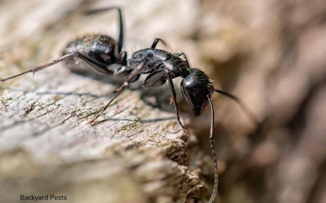 Wood-Eating Ants: Do They Exist And What Damage Do They Do?
