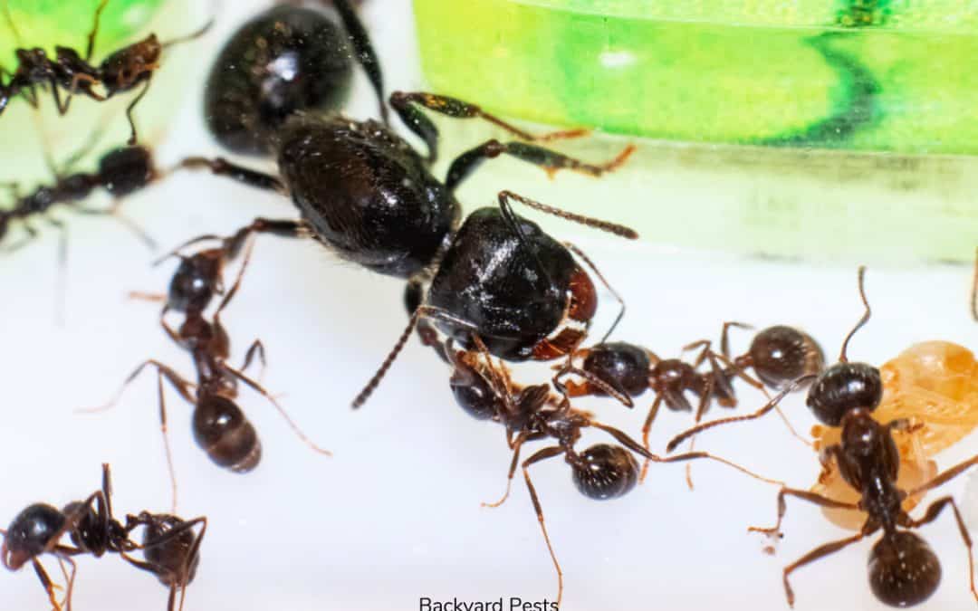 Why Ants Have Queens And How Many Are In A Nest (More Than You Think!)