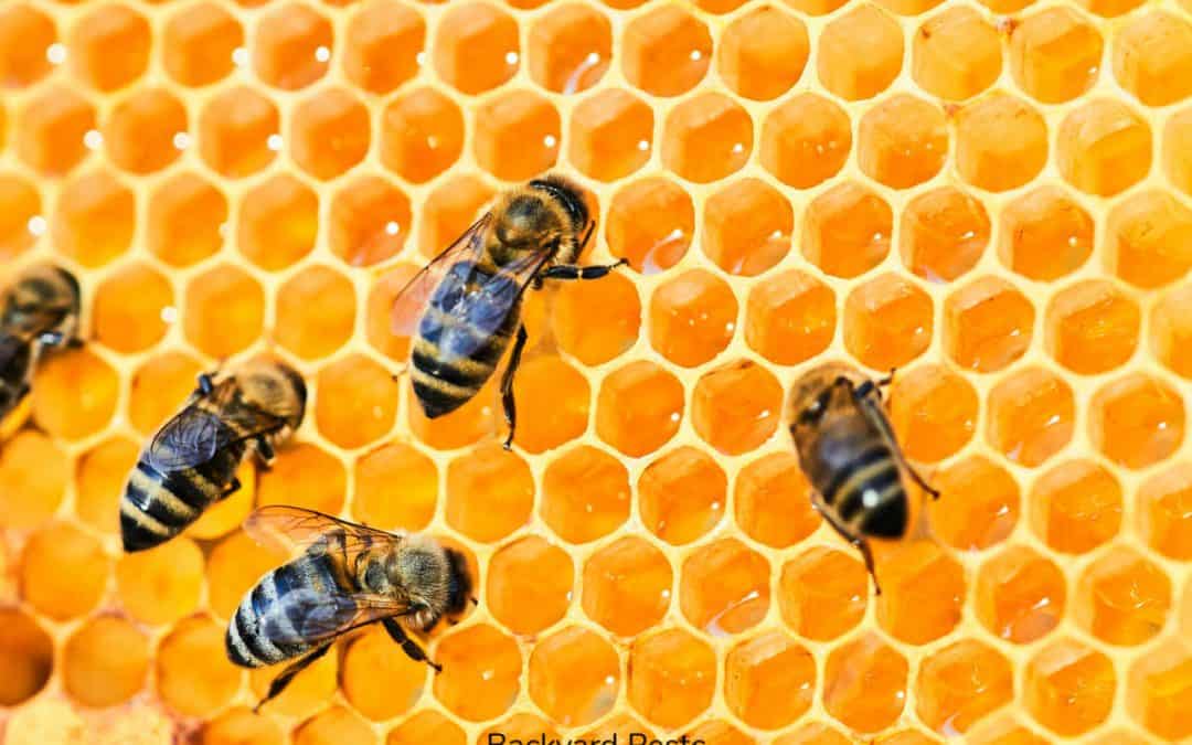 Find Out If Ground Bees Make Honey And Why (Or Why Not)