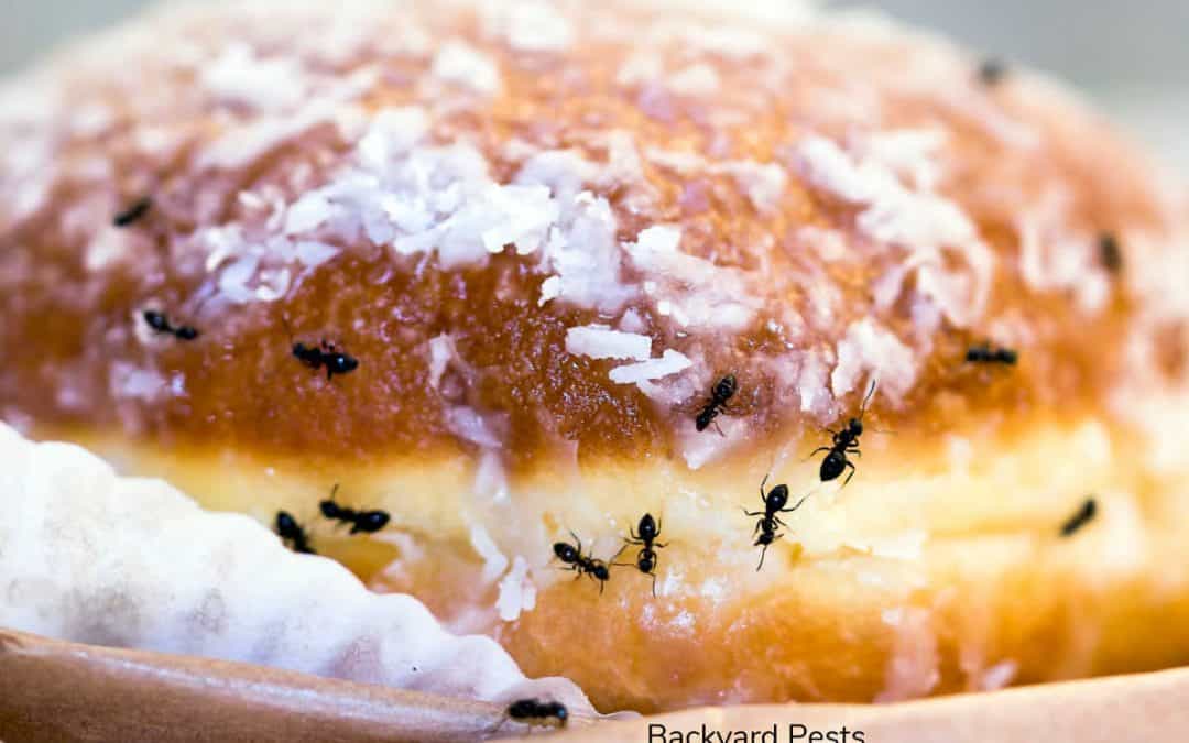 How Ants Find Food Quickly And Easily With Ant Trails