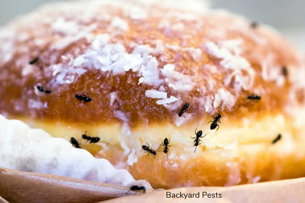 How Ants Find Food Quickly And Easily With Ant Trails Backyard Pests