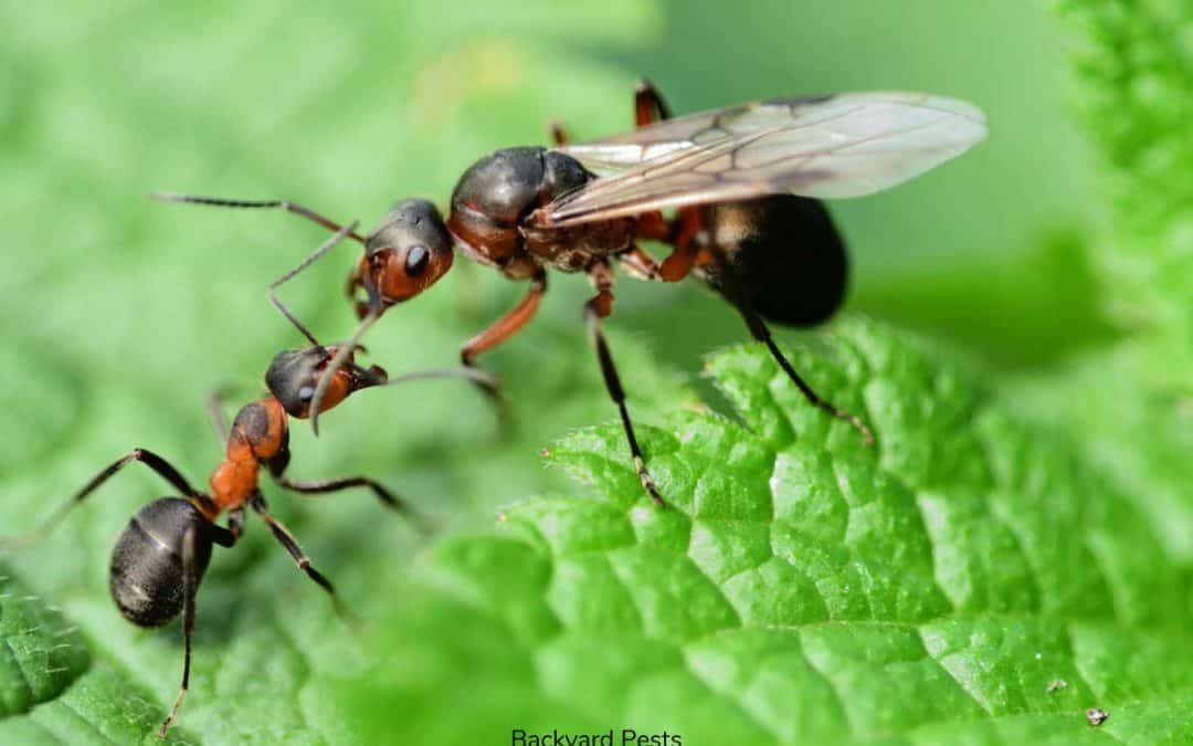 8 Easy Ways To Kill A Queen Ant In Your House Or Yard