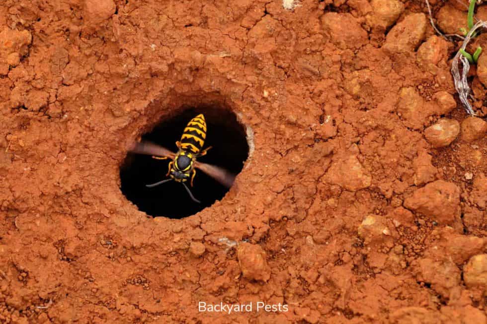 9 Ways To Tell A Ground Bee From a Yellow Jacket Wasp (With Pictures