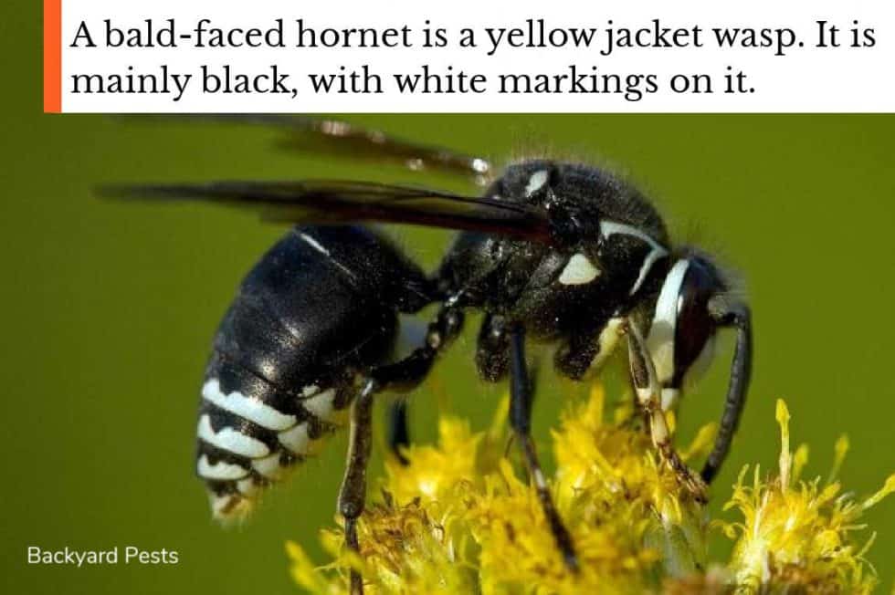 9 Ways To Tell A Ground Bee From a Yellow Jacket Wasp (With Pictures) Backyard Pests