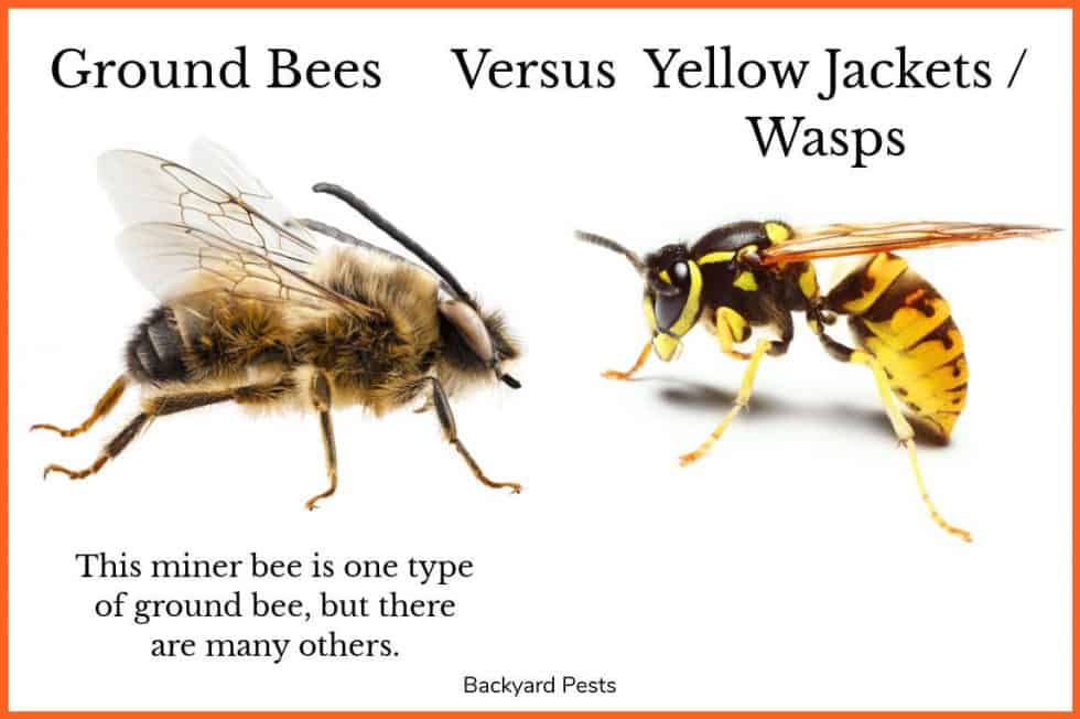 9 Ways To Tell A Ground Bee From a Yellow Jacket Wasp (With Pictures