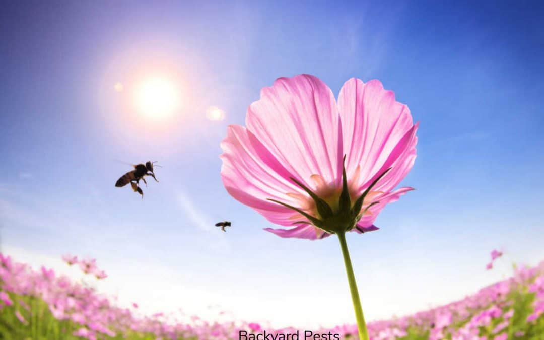 The Best Way To Get Rid Of Ground Bees Naturally (And Stop Them Coming Back)