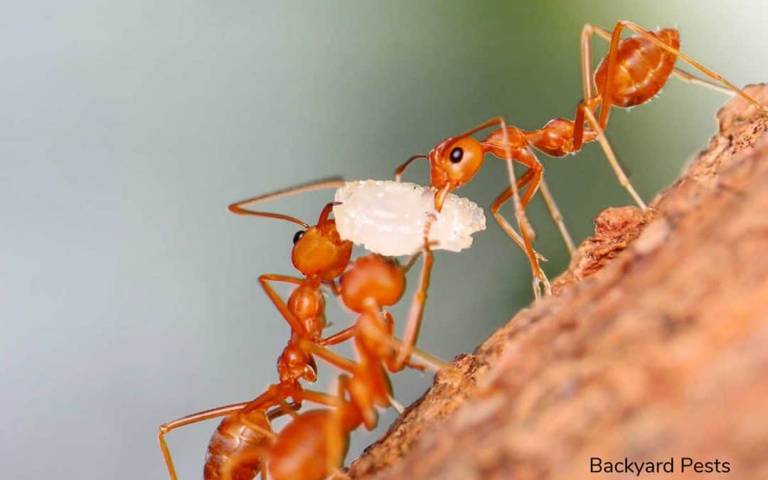 What Ants Do With Food – A Tale of Honeypots And Regurgitation