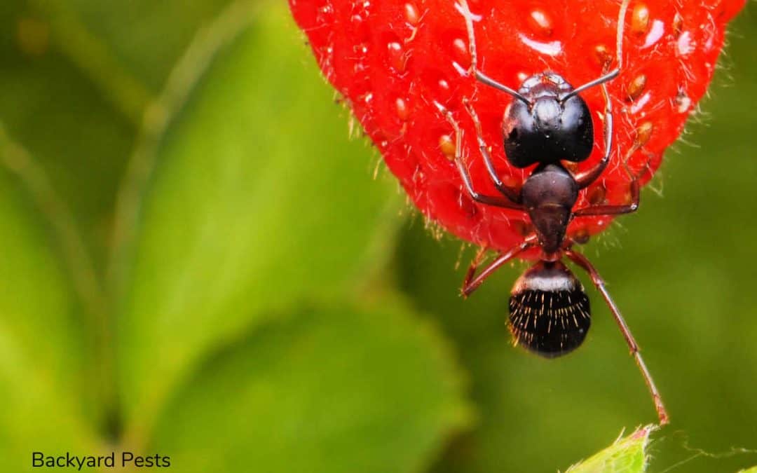 What Different Ants Eat In Your Home And Outside