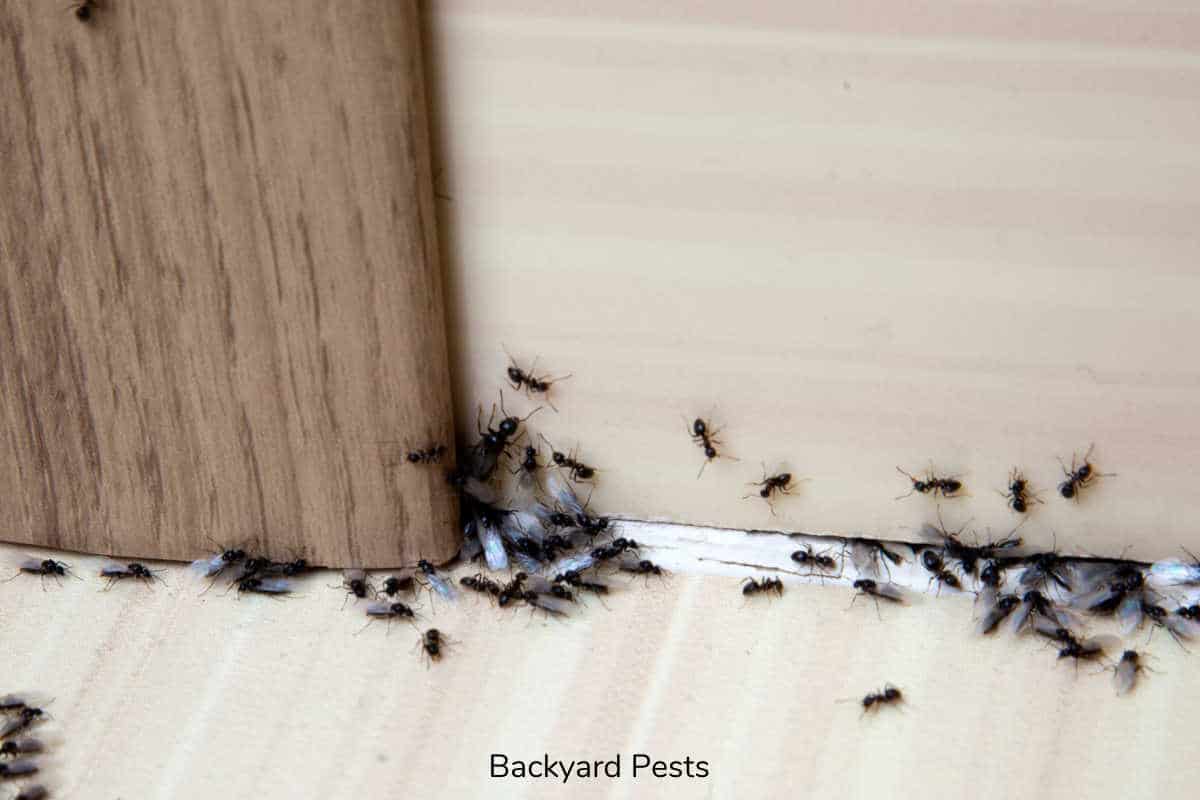 4 Reasons Why Ants Come Into Your House Backyard Pests