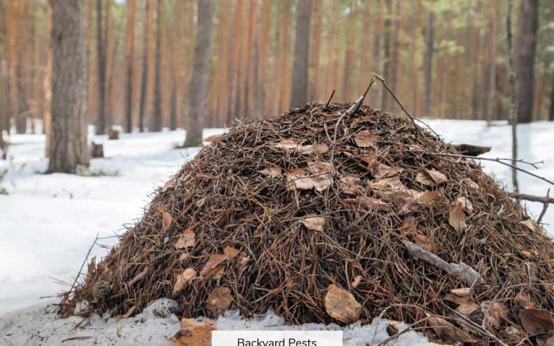 Do Ants Die in Winter? Where Ants Go And What It Means If You See Ants On A Cold Day